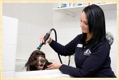 Dog Bathing Rhinebeck NY, Cat grooming, Dog Groomer,Pet Boarding NY